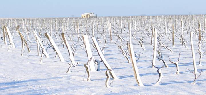 Vineyards covered with fresh snow. [snow vineyard winter]